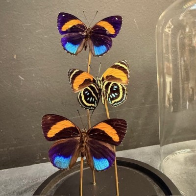 Callicore excelsior butterflies under glass dome - Butterfly bell