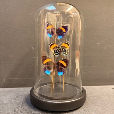 Callicore excelsior butterflies under glass dome - Butterfly bell