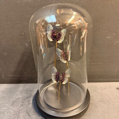 Lyropteryx apollonia butterflies - Butterfly bell