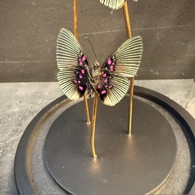 Lyropteryx apollonia butterflies - Butterfly bell