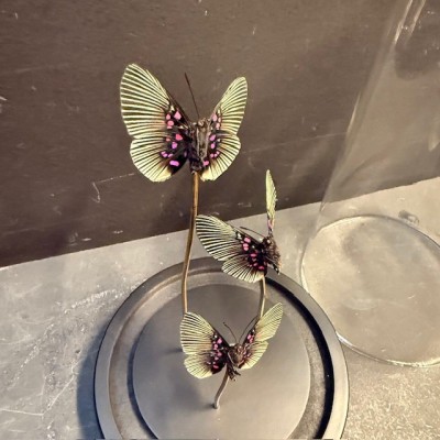 Lyropteryx apollonia butterflies - Butterfly bell