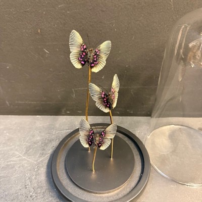 3 papillons Lyropteryx apollonia - Cloche à papillon