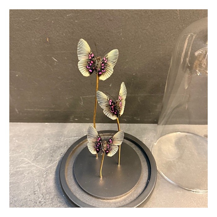 Lyropteryx apollonia butterflies - Butterfly bell