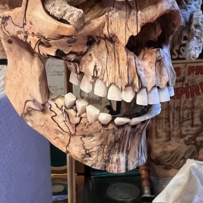 The Skull and its Octopus - Octopus in deer antler and skull in wood