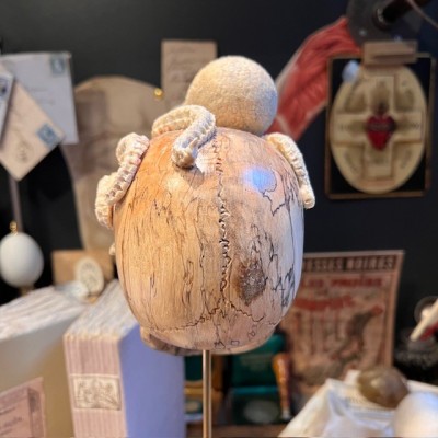 The Skull and its Octopus - Octopus in deer antler and skull in wood