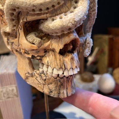 The Skull and its Octopus - Octopus in deer antler and skull in wood