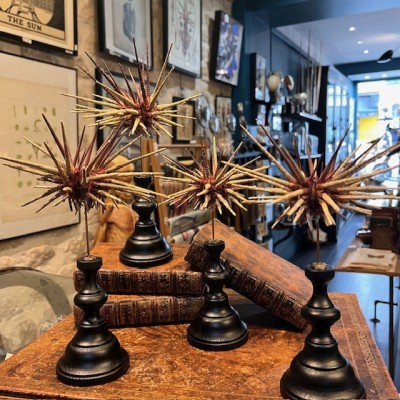 Thorny sea urchin on wooden base - Prionocidaris baculosa