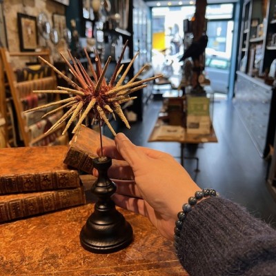 Thorny sea urchin on wooden base - Prionocidaris baculosa