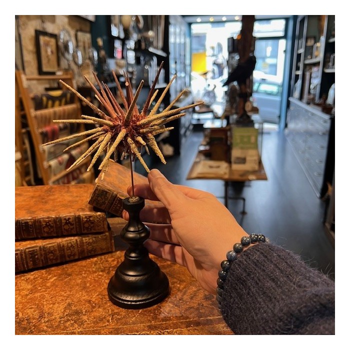 Oursin à piquants épineux sur socle - Prionocidaris baculosa