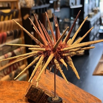 Thorny sea urchin on wooden base - Prionocidaris baculosa