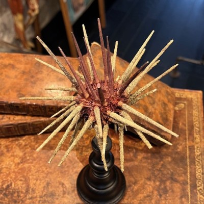 Thorny sea urchin on wooden base - Prionocidaris baculosa