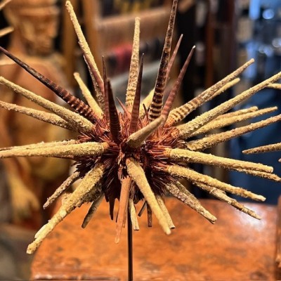 Thorny sea urchin on wooden base - Prionocidaris baculosa