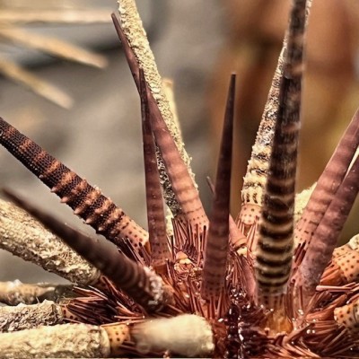 Thorny sea urchin on wooden base - Prionocidaris baculosa