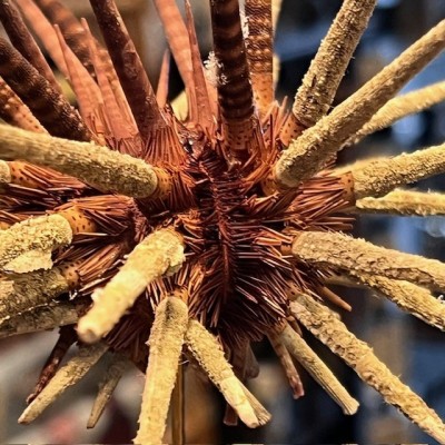 Thorny sea urchin on wooden base - Prionocidaris baculosa