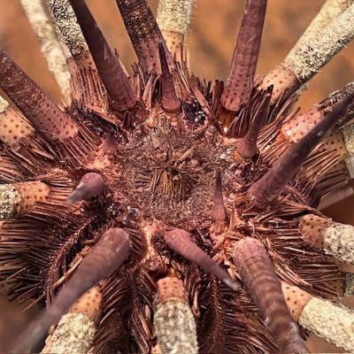 Thorny sea urchin on wooden base - Prionocidaris baculosa