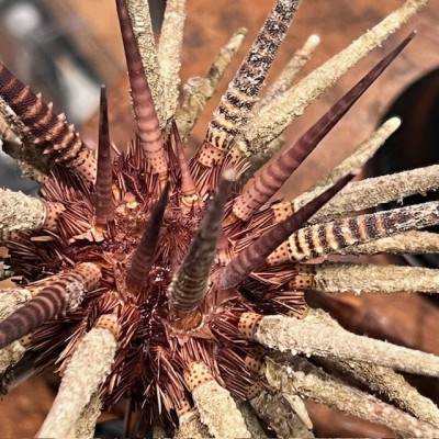 Thorny sea urchin on wooden base - Prionocidaris baculosa