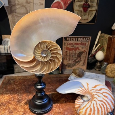 Pearly Half-Nautilus on base - Supplied with CITES Pre-Convention document
