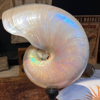 Pearly Half-Nautilus on base - Supplied with CITES Pre-Convention document