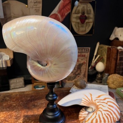 Pearly Half-Nautilus on base - Supplied with CITES Pre-Convention document
