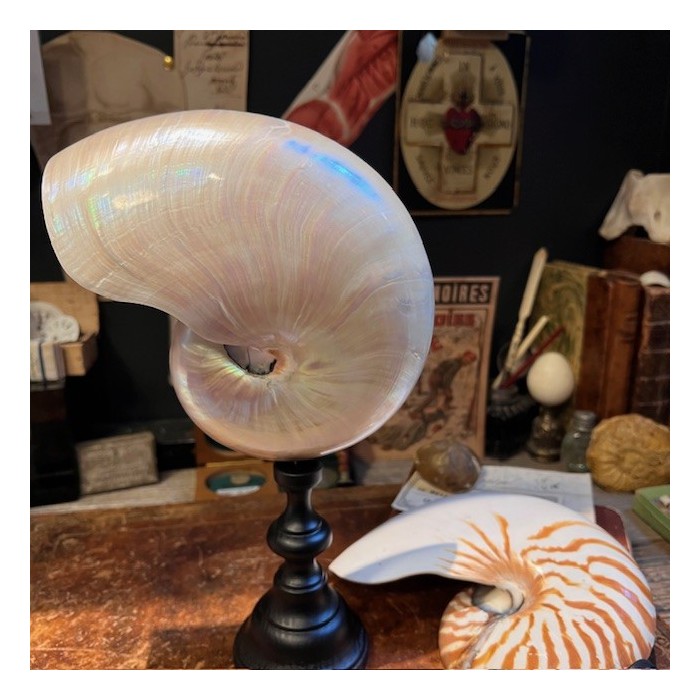 Pearly Half-Nautilus on base - Supplied with CITES Pre-Convention document