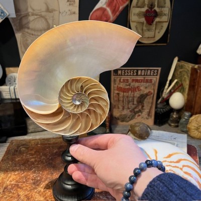 Pearly Half-Nautilus on base - Supplied with CITES Pre-Convention document
