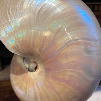 Pearly Half-Nautilus on base - Supplied with CITES Pre-Convention document