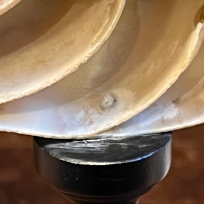 Pearly Half-Nautilus on base - Supplied with CITES Pre-Convention document