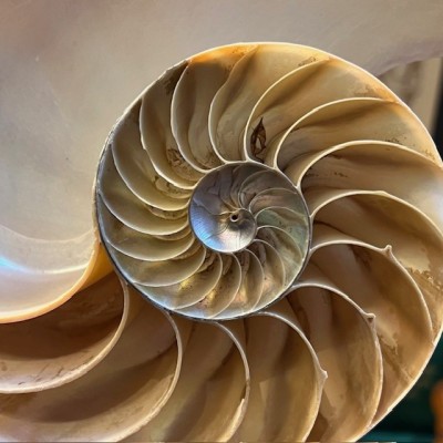 Pearly Half-Nautilus on base - Supplied with CITES Pre-Convention document