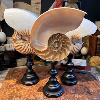 Half-Nautilus on base - Supplied with CITES Pre-Convention document