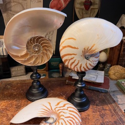 Half-Nautilus on base - Supplied with CITES Pre-Convention document