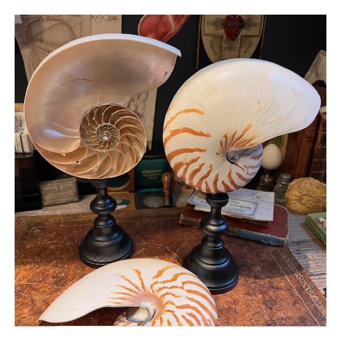 Half-Nautilus on base - Supplied with CITES Pre-Convention document