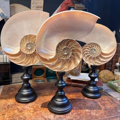 Half-Nautilus on base - Supplied with CITES Pre-Convention document