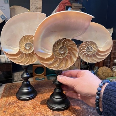 Half-Nautilus on base - Supplied with CITES Pre-Convention document