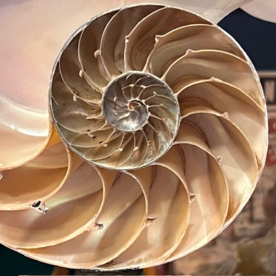 Half-Nautilus on base - Supplied with CITES Pre-Convention document