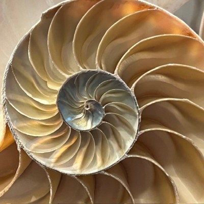 Half-Nautilus on base - Supplied with CITES Pre-Convention document