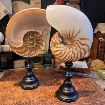 Half-Nautilus on base - Supplied with CITES Pre-Convention document