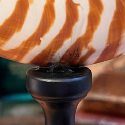 Demi-Nautile sur socle - Pré-convention CITES