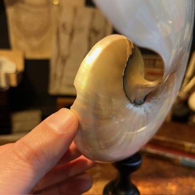 Pearly Half-Nautilus on base - Supplied with CITES Pre-Convention document