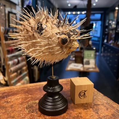 Poisson Diodon avec oeil de Ste Lucie sur socle - Poisson globe