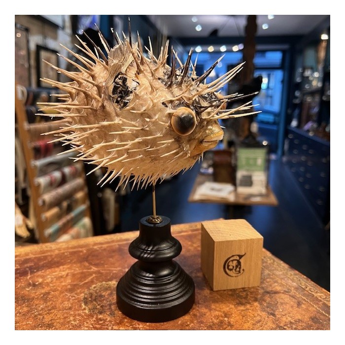 Poisson Diodon avec oeil de Ste Lucie sur socle - Poisson globe