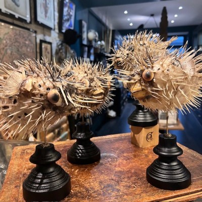 Poisson Diodon avec oeil de Ste Lucie sur socle - Poisson globe