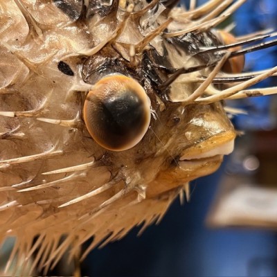 Poisson Diodon avec oeil de Ste Lucie sur socle - Poisson globe