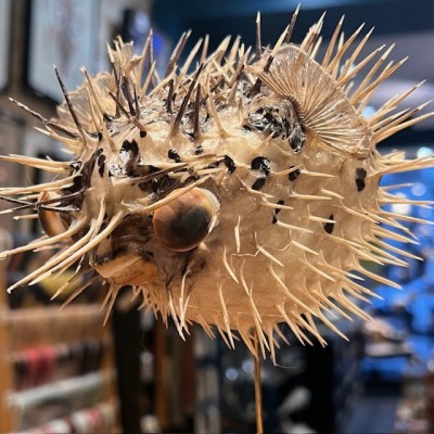 Poisson Diodon avec oeil de Ste Lucie sur socle - Poisson globe