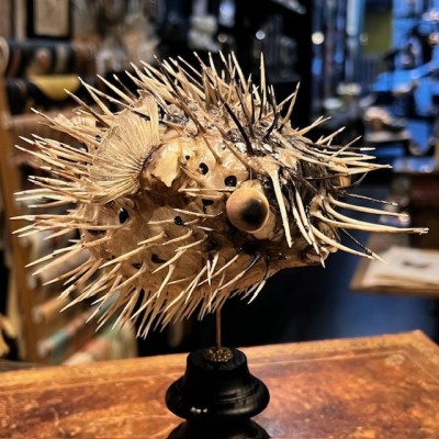 Poisson Diodon avec oeil de Ste Lucie sur socle - Poisson globe