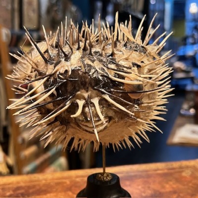 Poisson Diodon avec oeil de Ste Lucie sur socle - Poisson globe