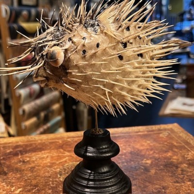 Poisson Diodon avec oeil de Ste Lucie sur socle - Poisson globe