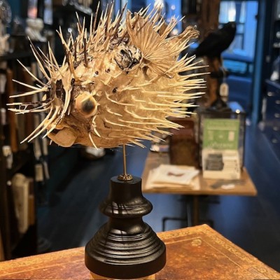 Poisson Diodon avec oeil de Ste Lucie sur socle - Poisson globe