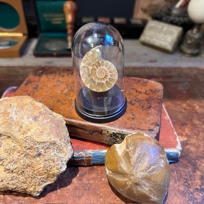 Mini sawed ammonite under a mini globe - Cleoniceras fern - Fossil