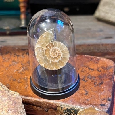 Mini Ammonite sciée - Madagascar -Ammonite fougère Cleoniceras-Fossile