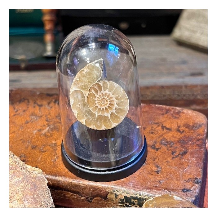 Mini sawed ammonite under a mini globe - Cleoniceras fern - Fossil